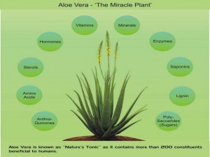 aloe-vera