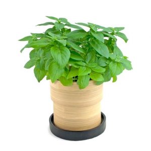 Basil